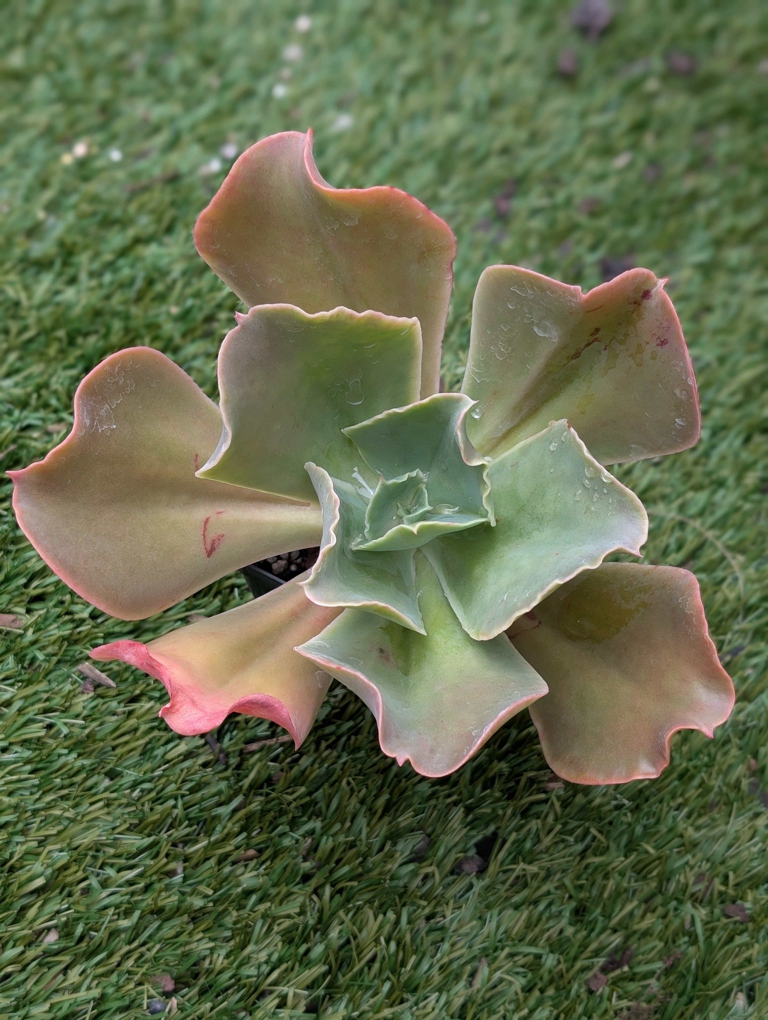 Echeveria Outer Space