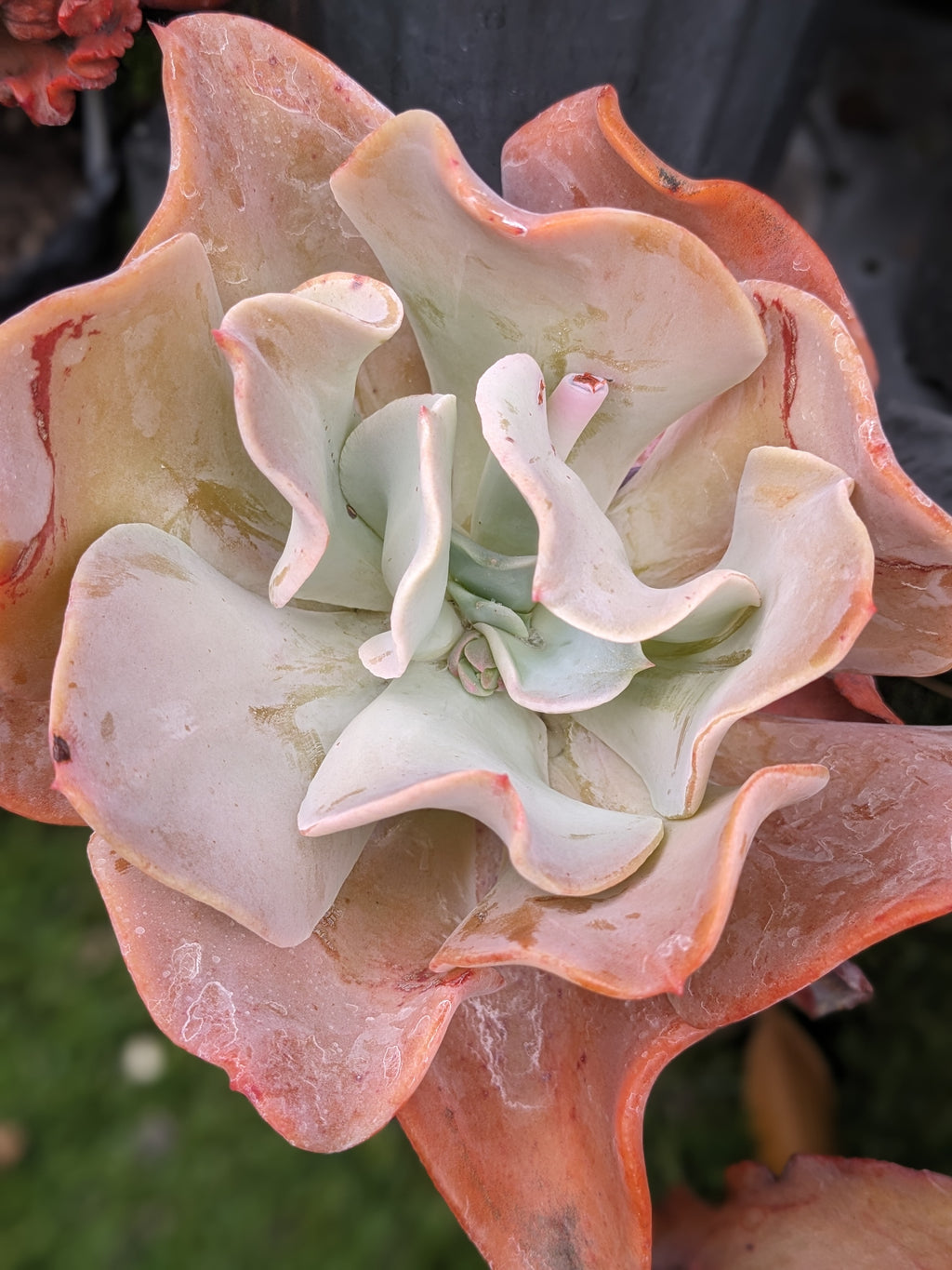 Echeveria Pam Worthley