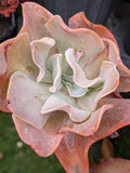 Echeveria Pam Worthley