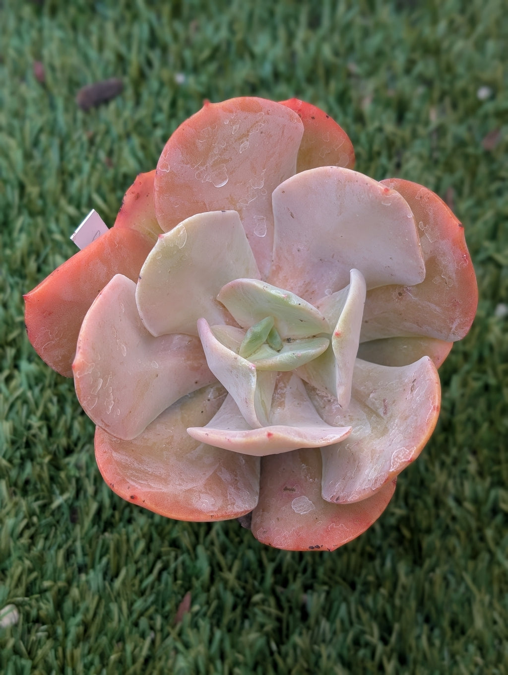 Echeveria Pam Worthley
