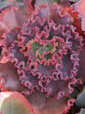 Echeveria Party Dress USA