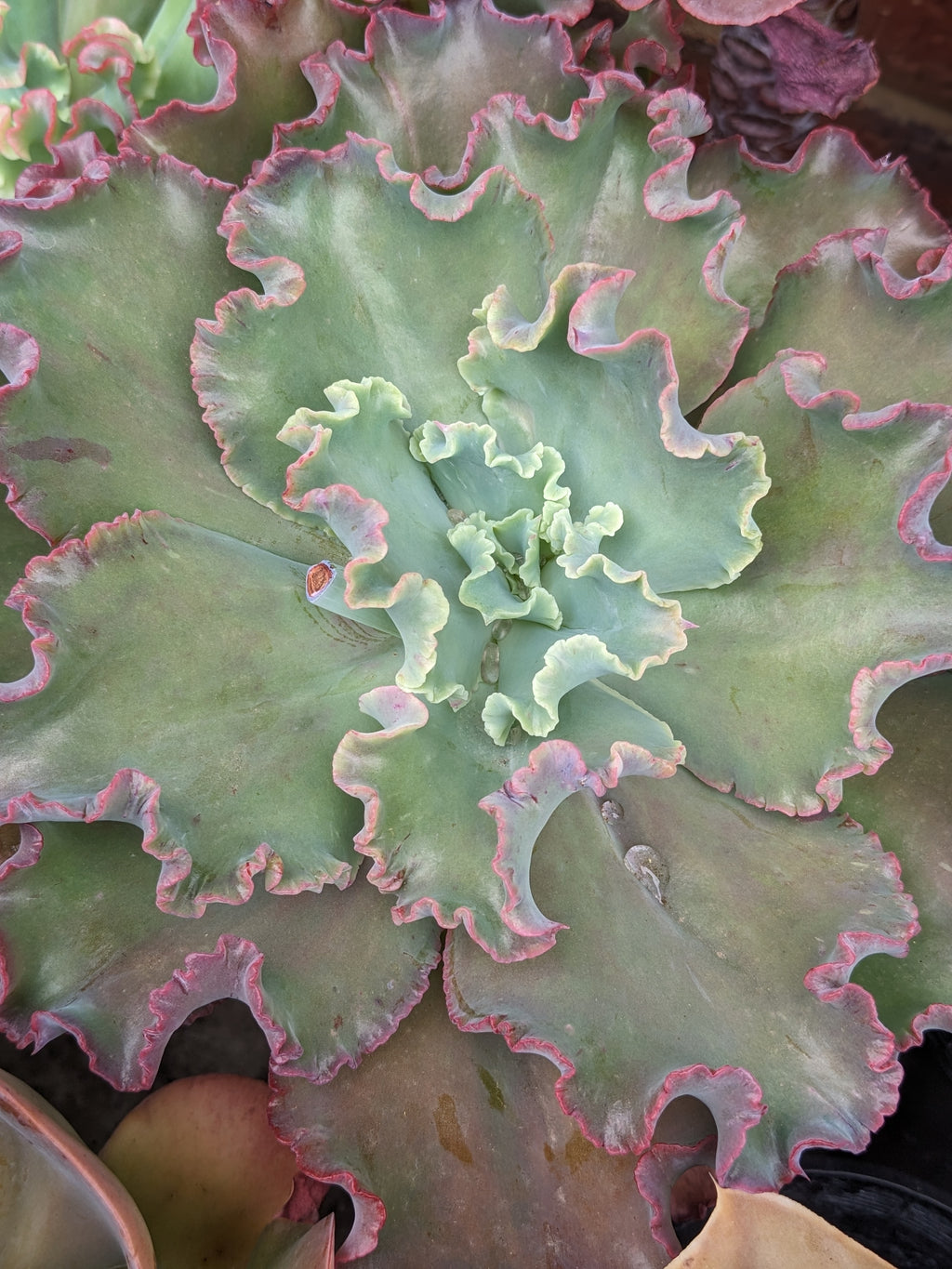 Echeveria Party Dress JA