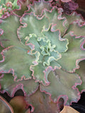 Echeveria Party Dress JA