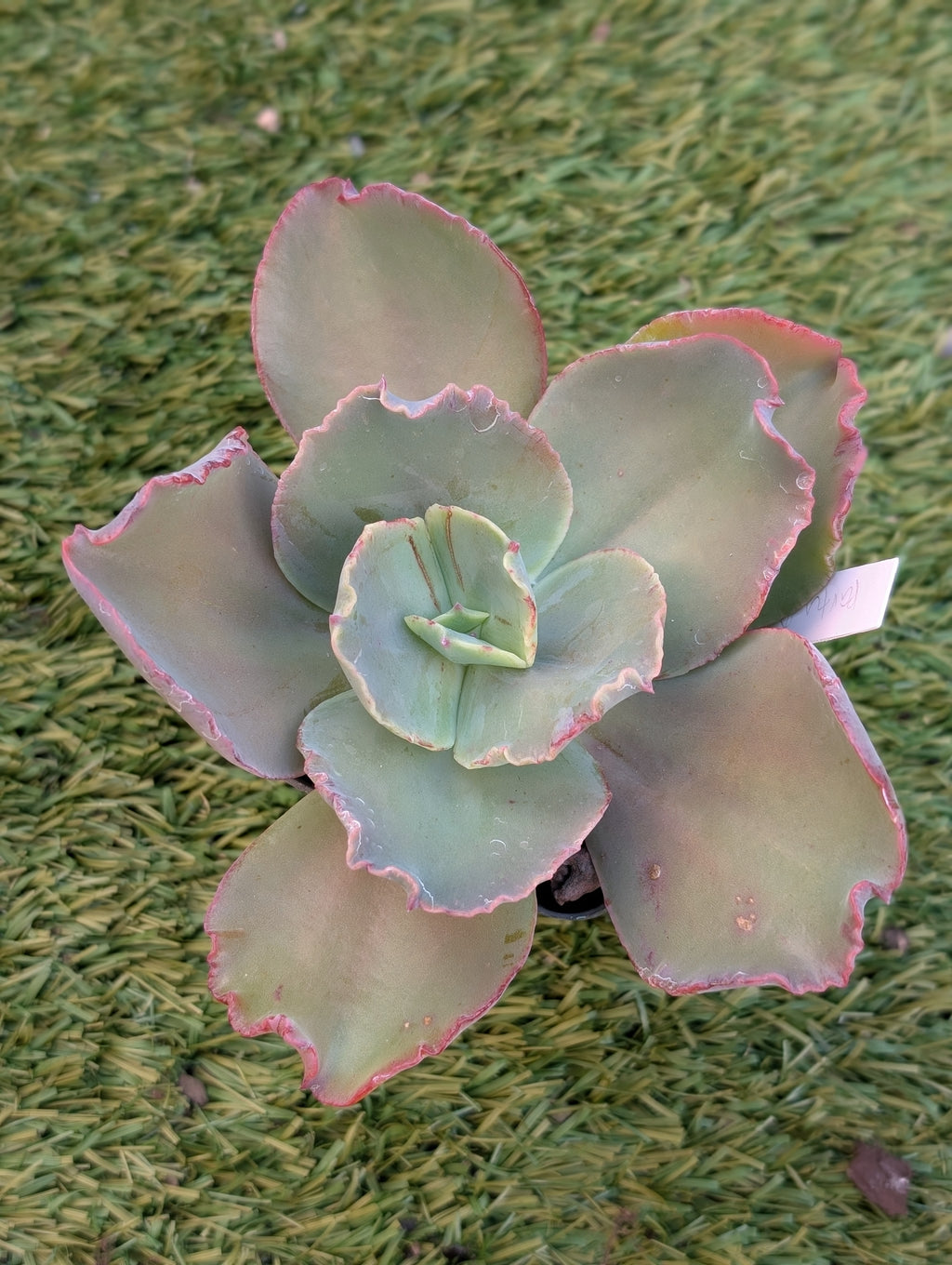 Echeveria Party Dress JA