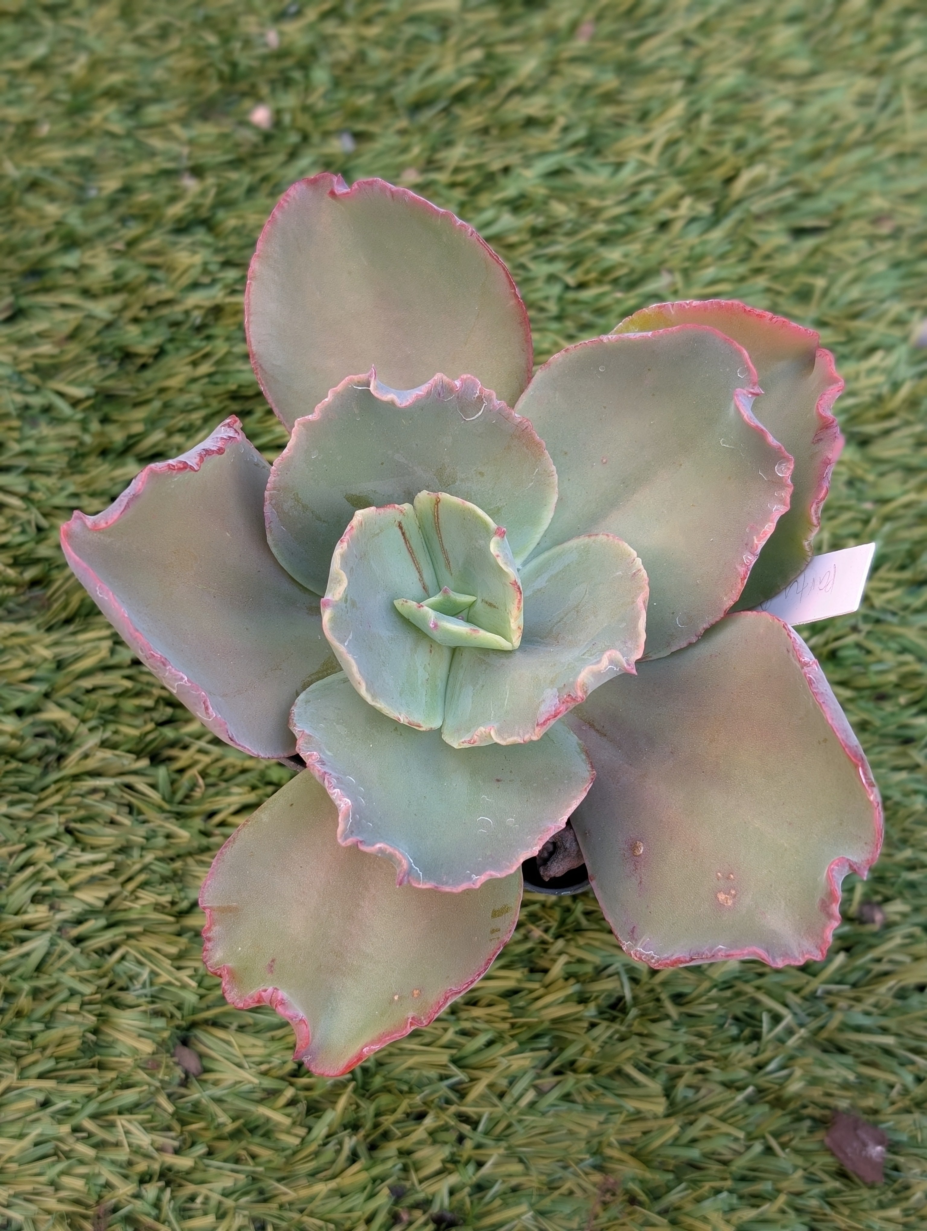 Echeveria Party Dress JA