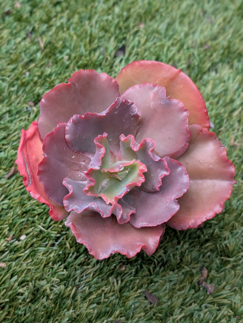 Echeveria Party Dress USA