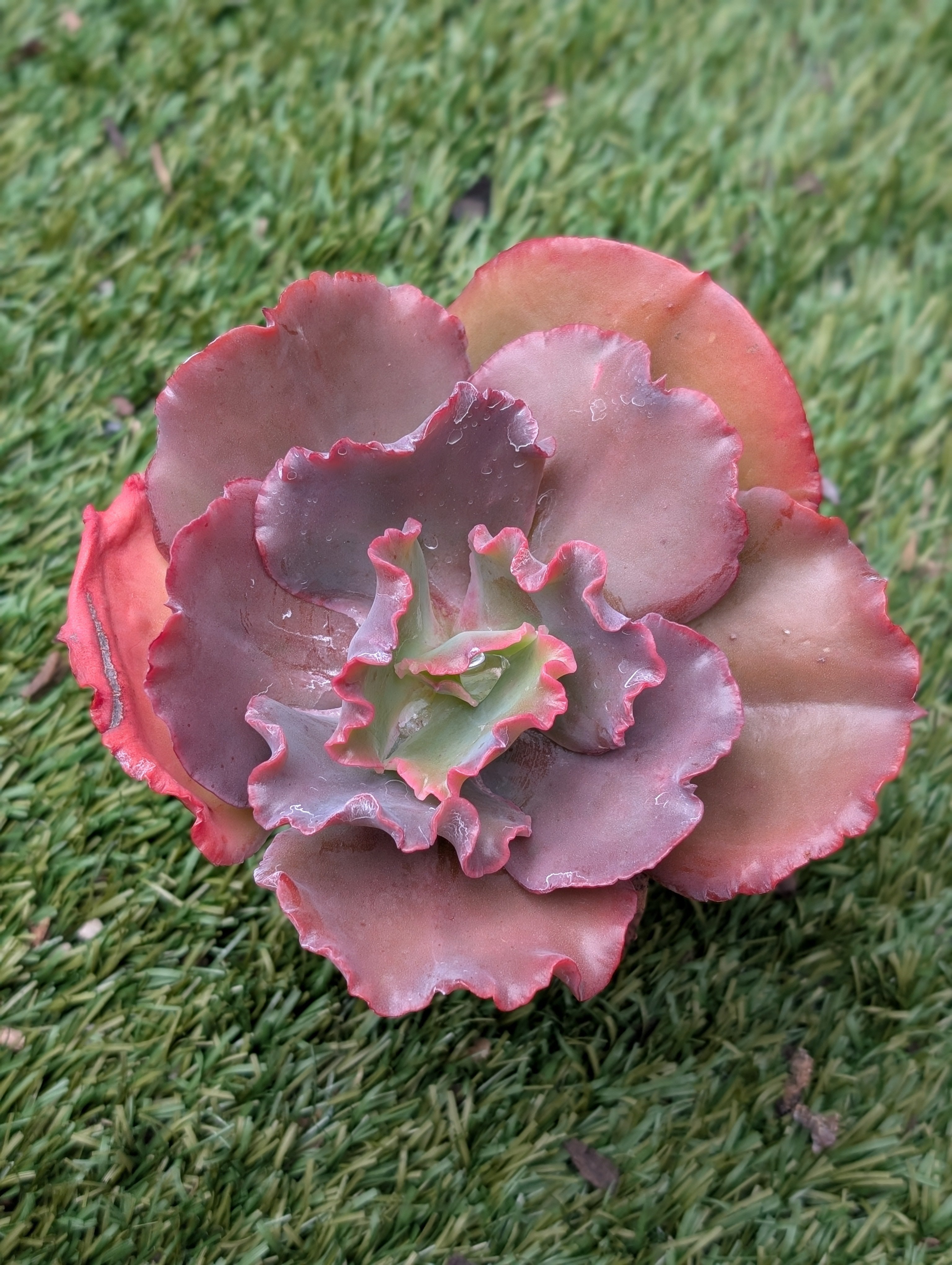 Echeveria Party Dress USA