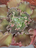 Echeveria Passionate Kisses