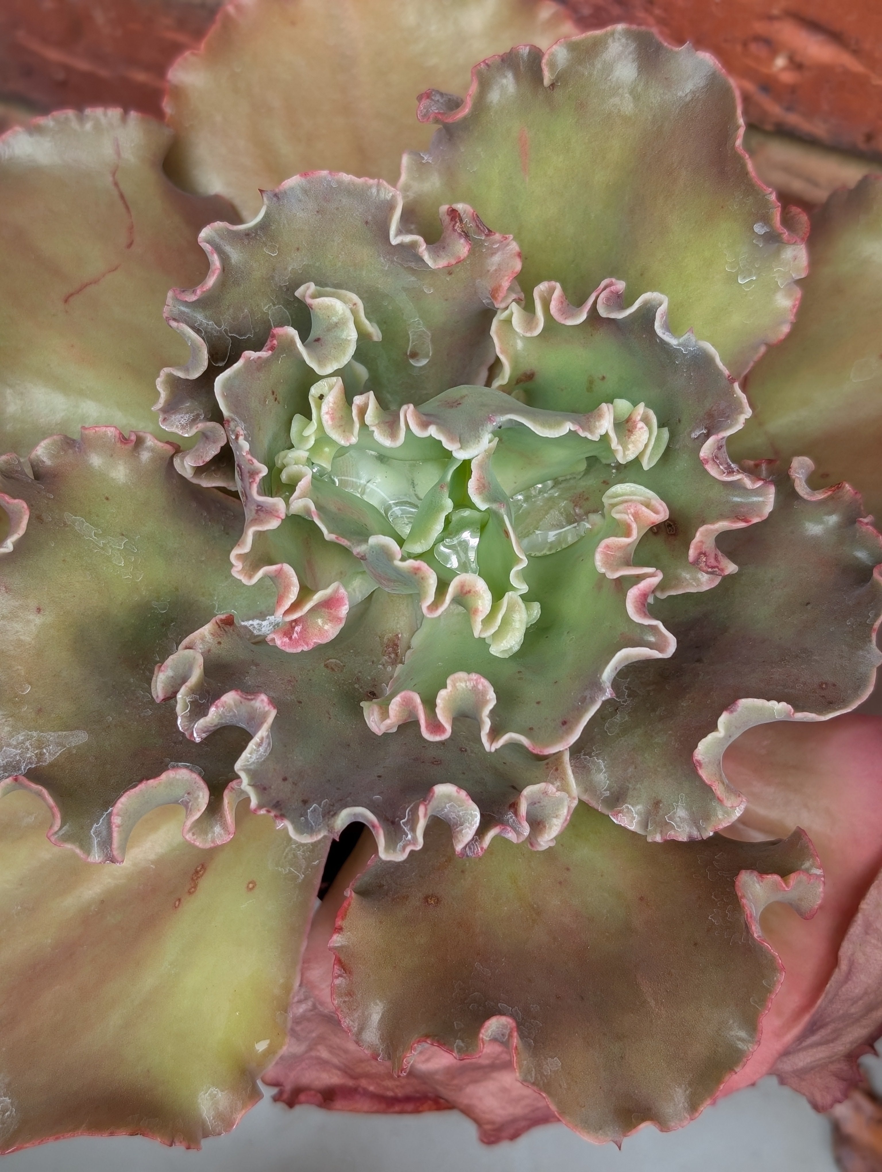 Echeveria Passionate Kisses