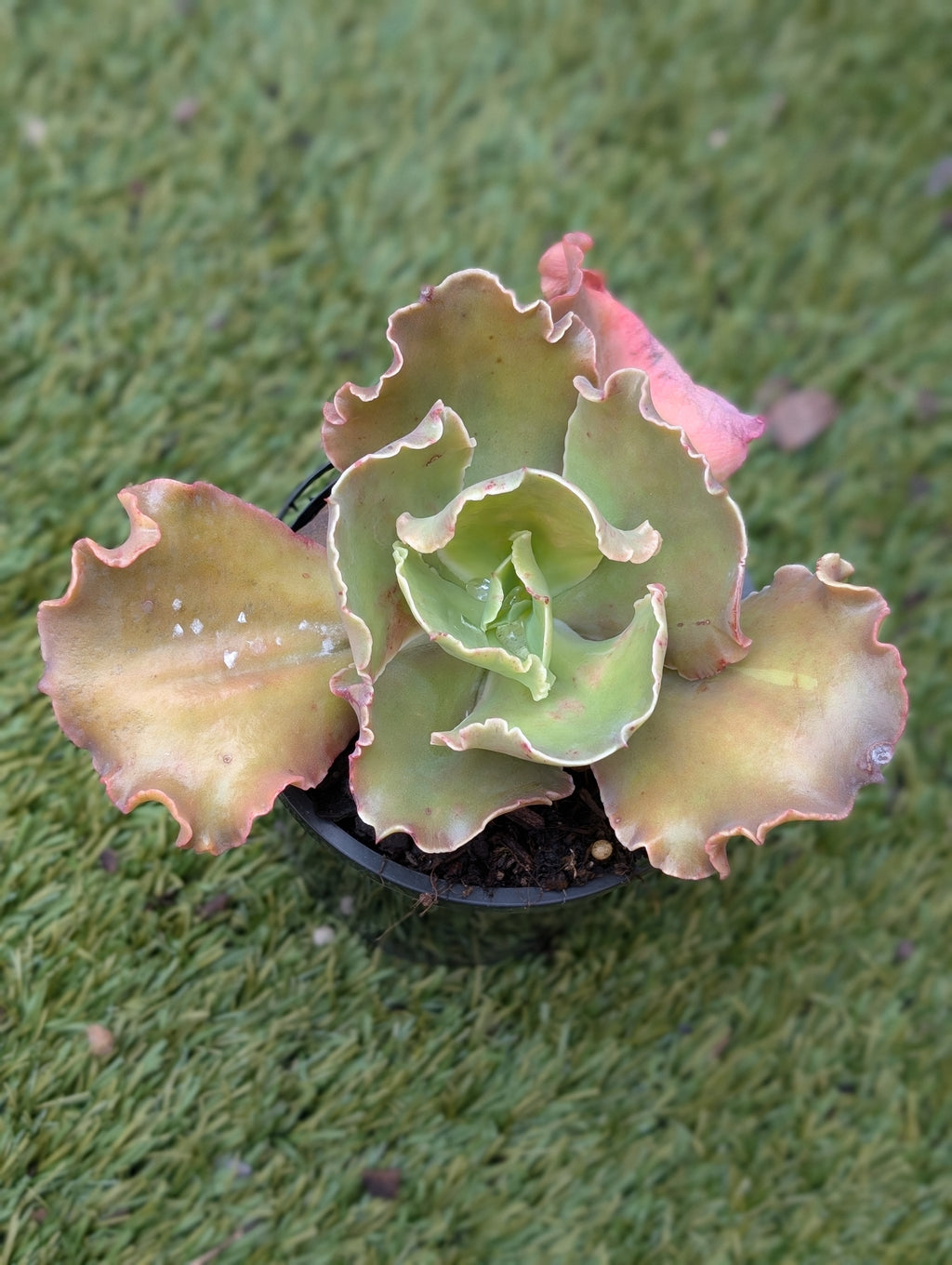 Echeveria Passionate Kisses