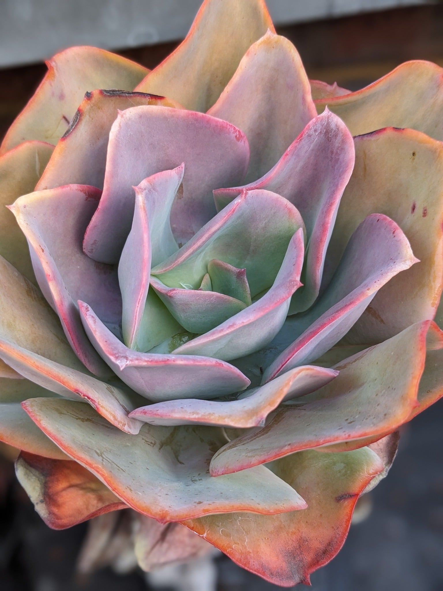 Echeveria Picton
