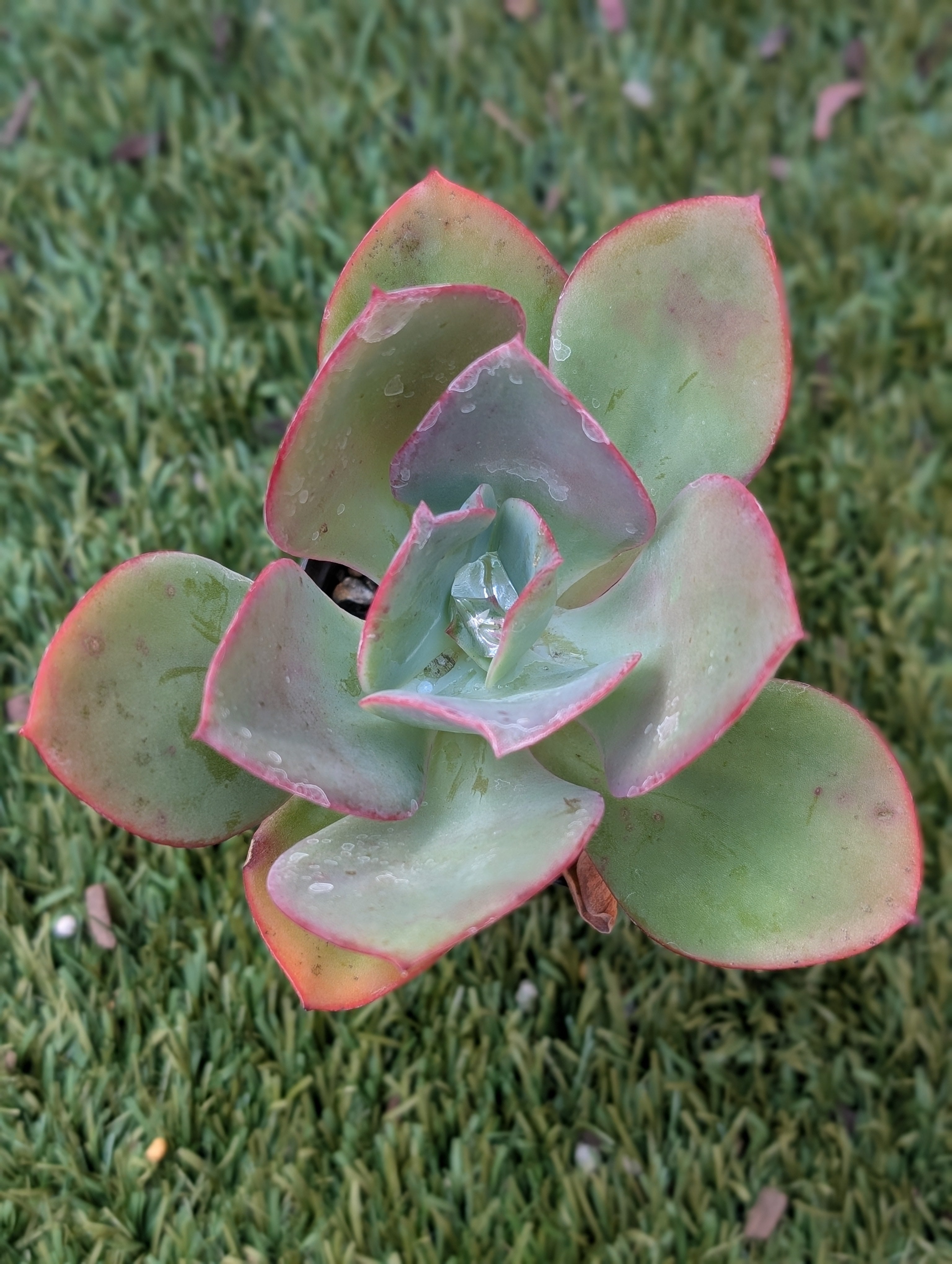 Echeveria Picton