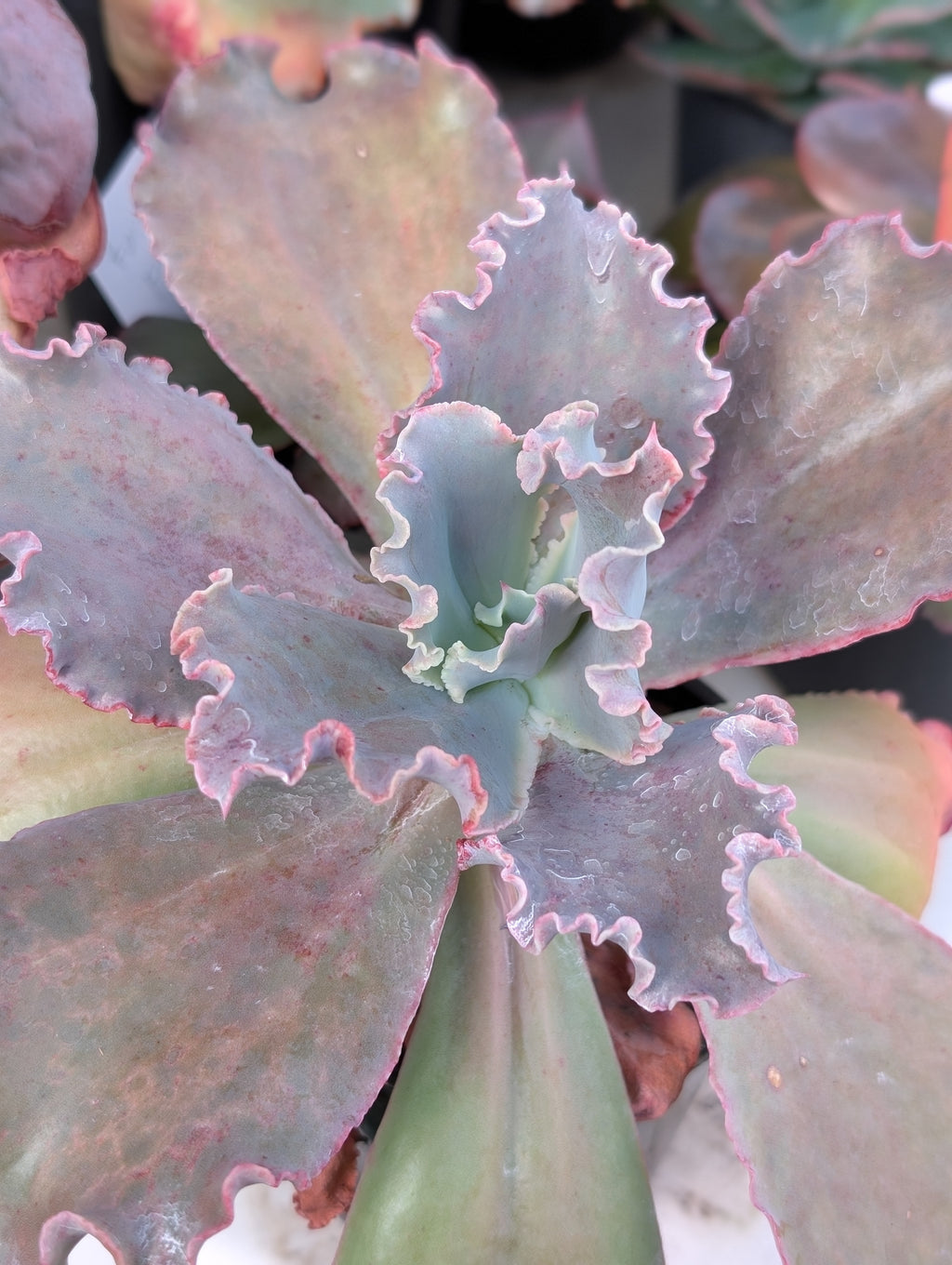 Echeveria Pinker La Femme