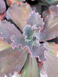 Echeveria Pinker La Femme