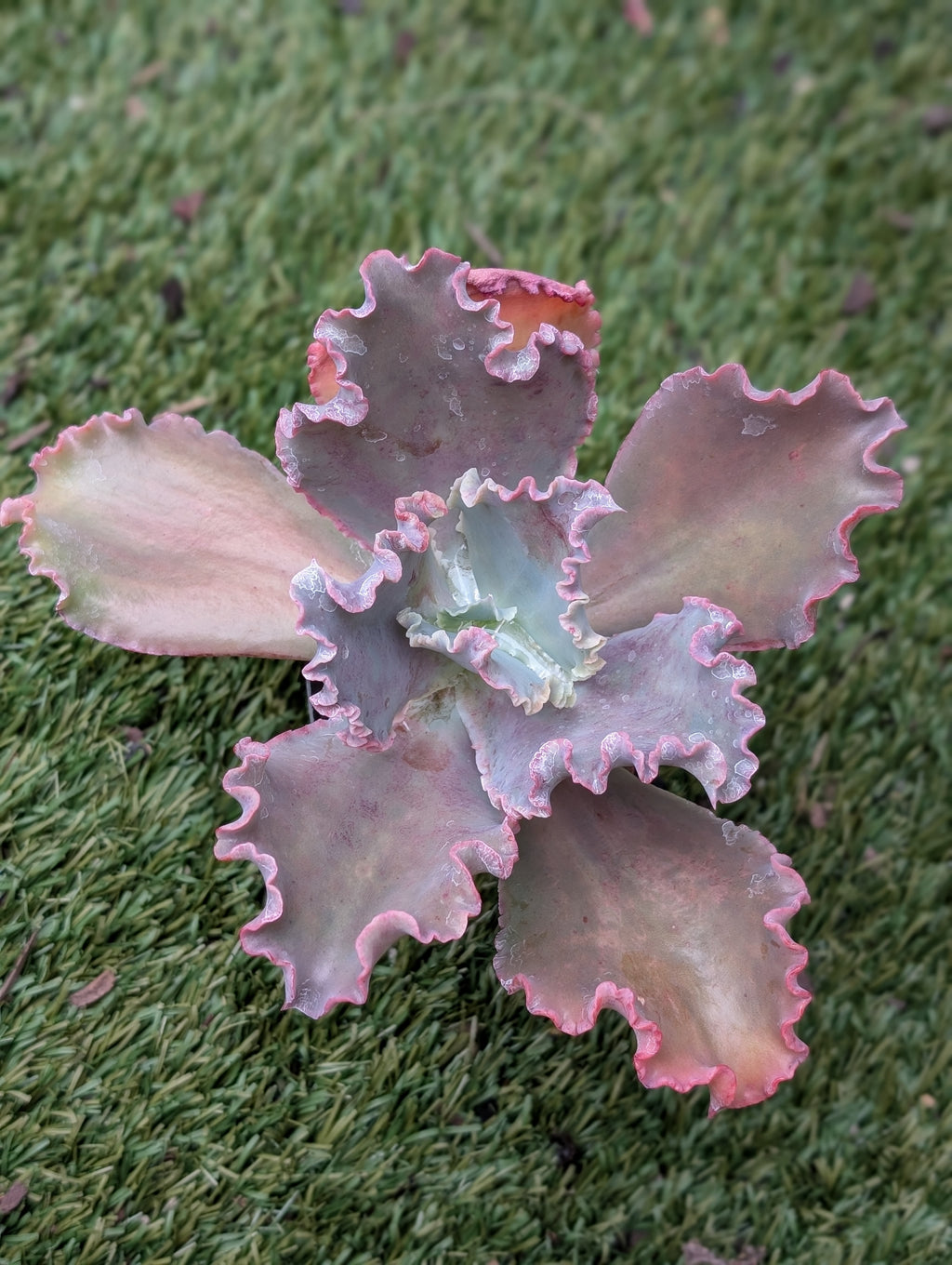 Echeveria Pinker La Femme