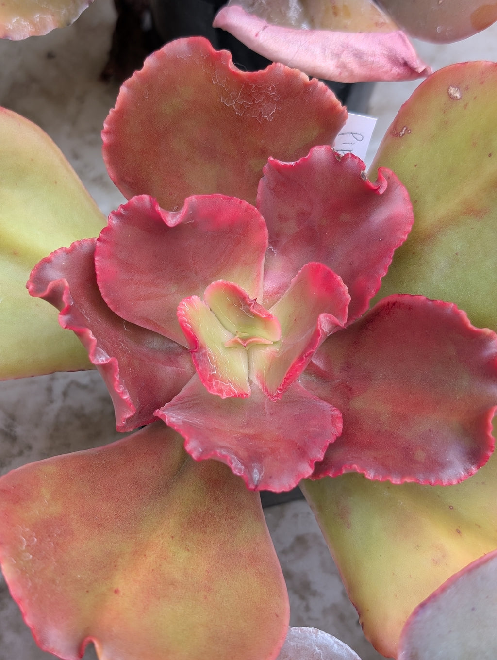 Echeveria Piper