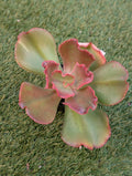 Echeveria Piper