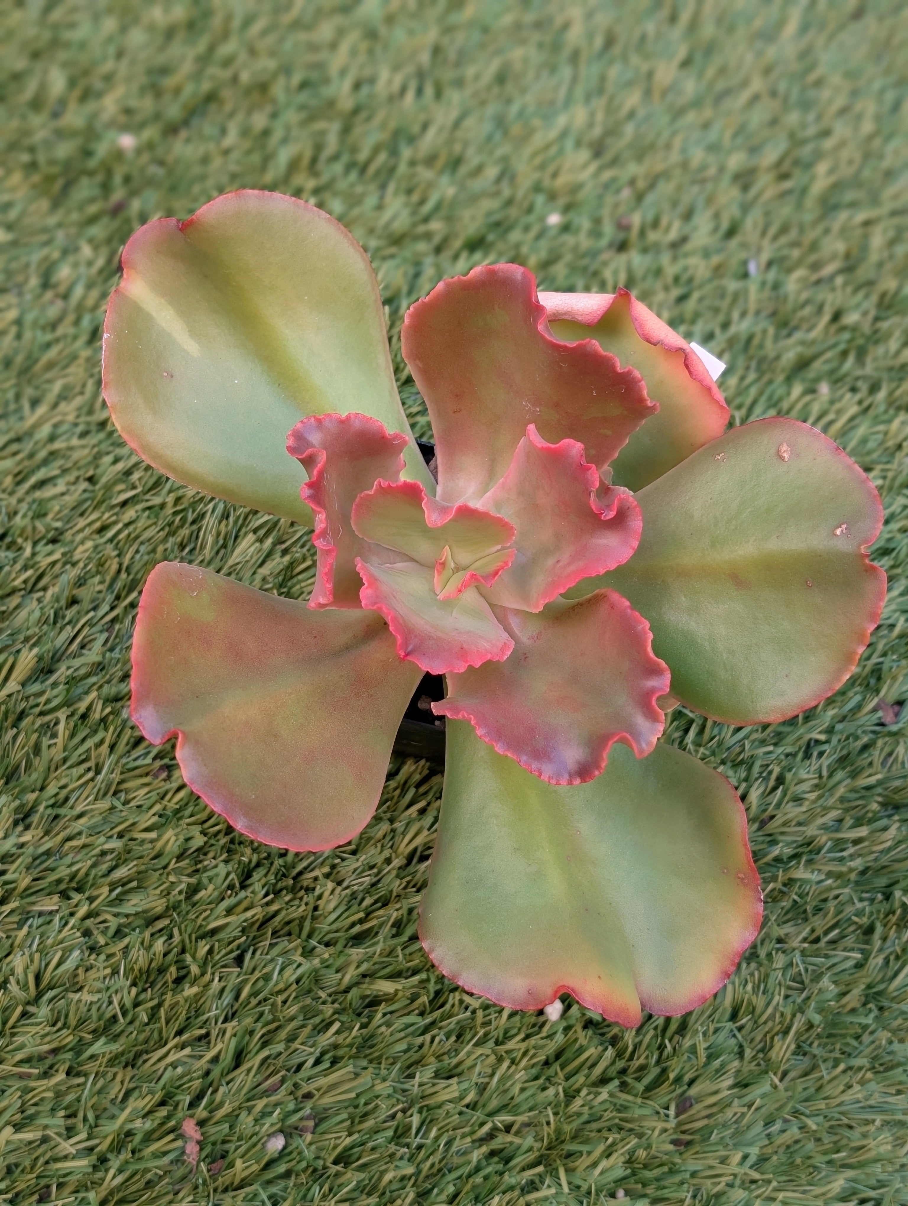 Echeveria Piper
