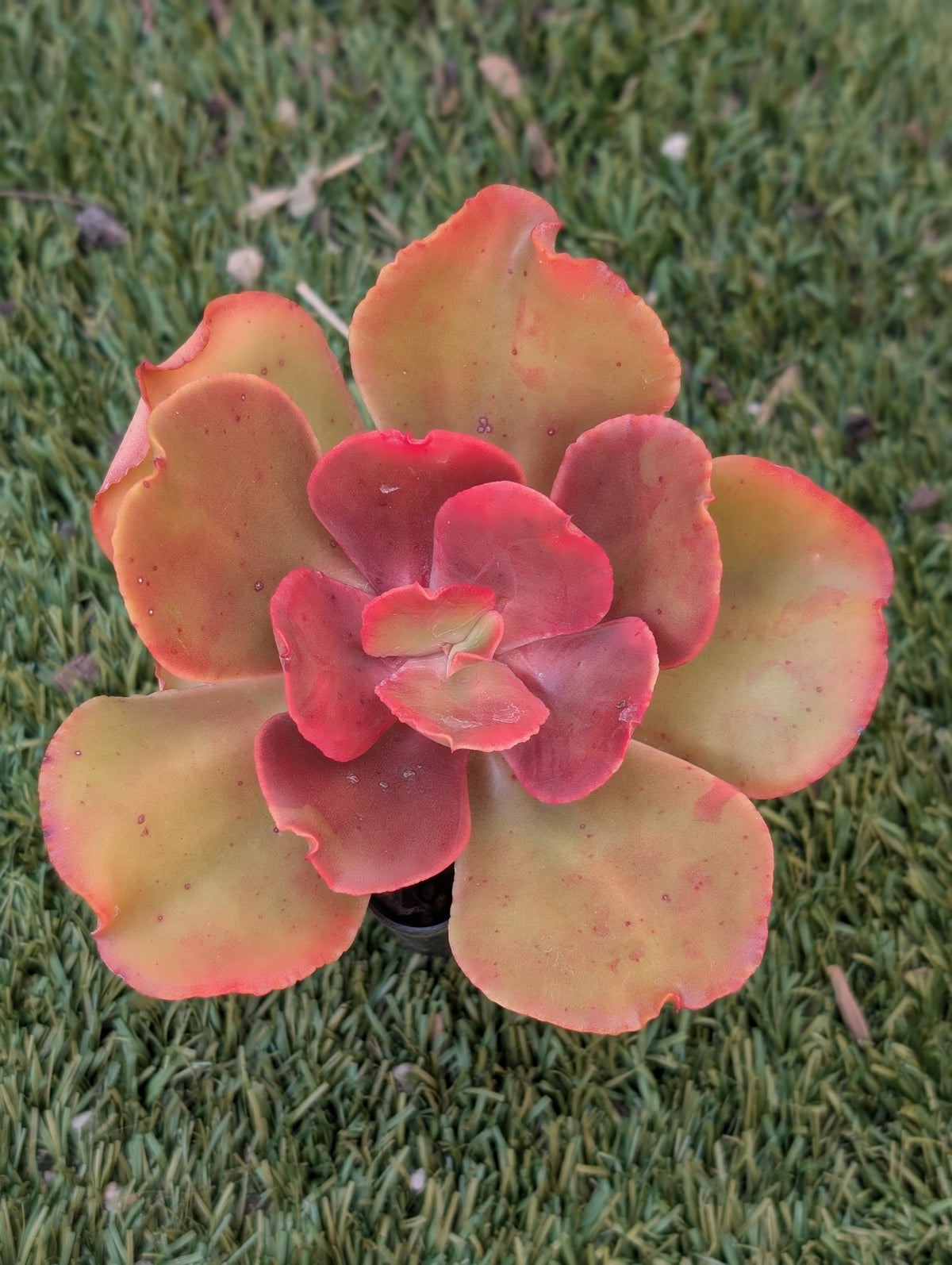Echeveria Piper