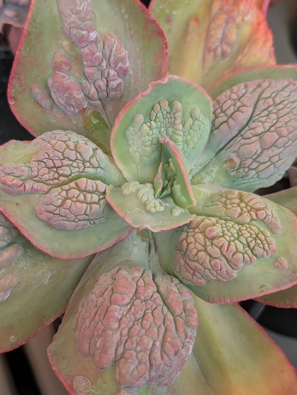 Echeveria Pomona
