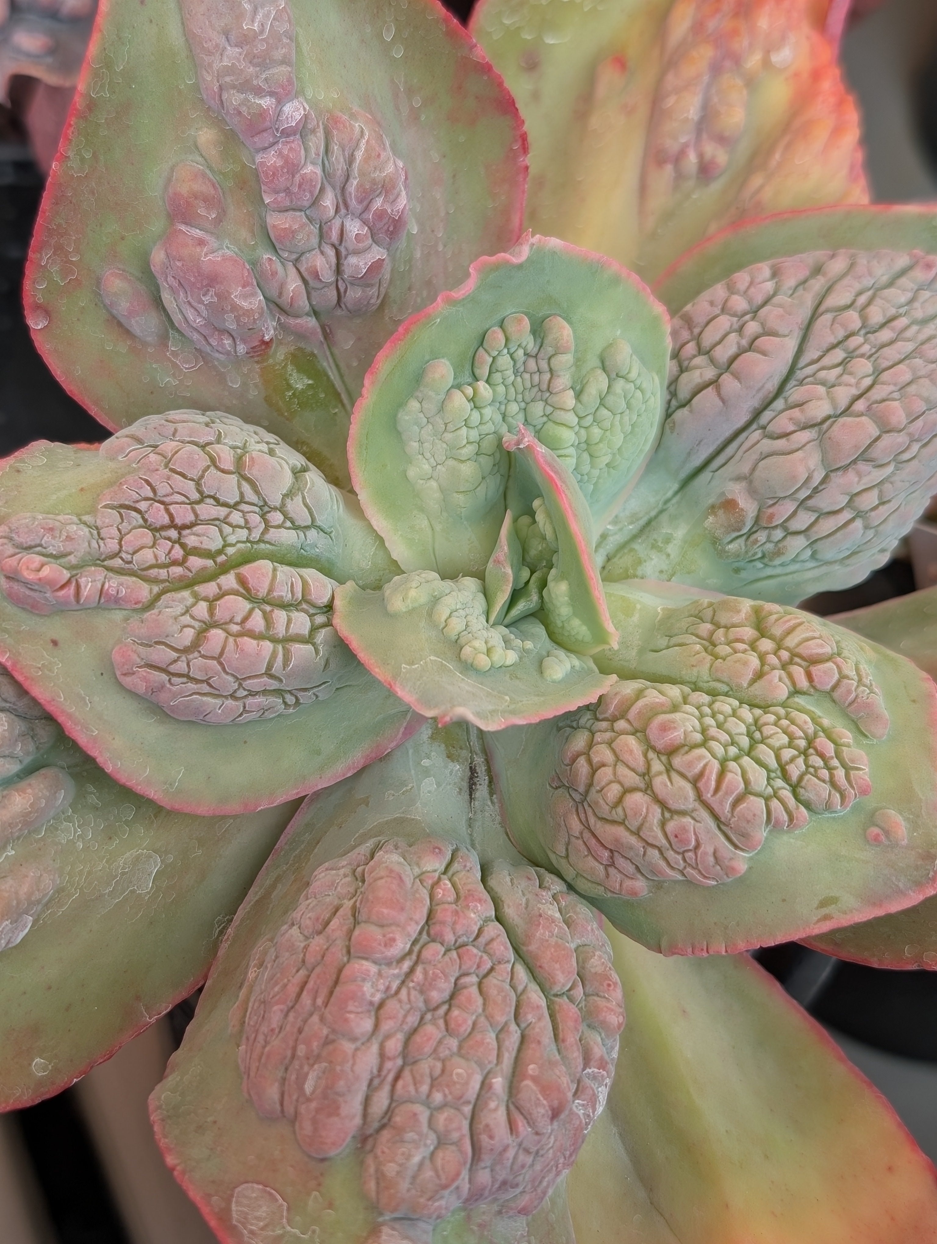 Echeveria Pomona