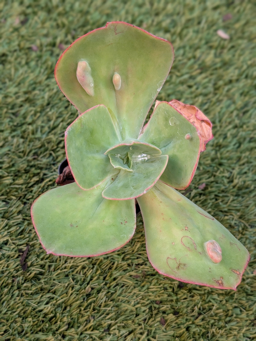 Echeveria Pomona