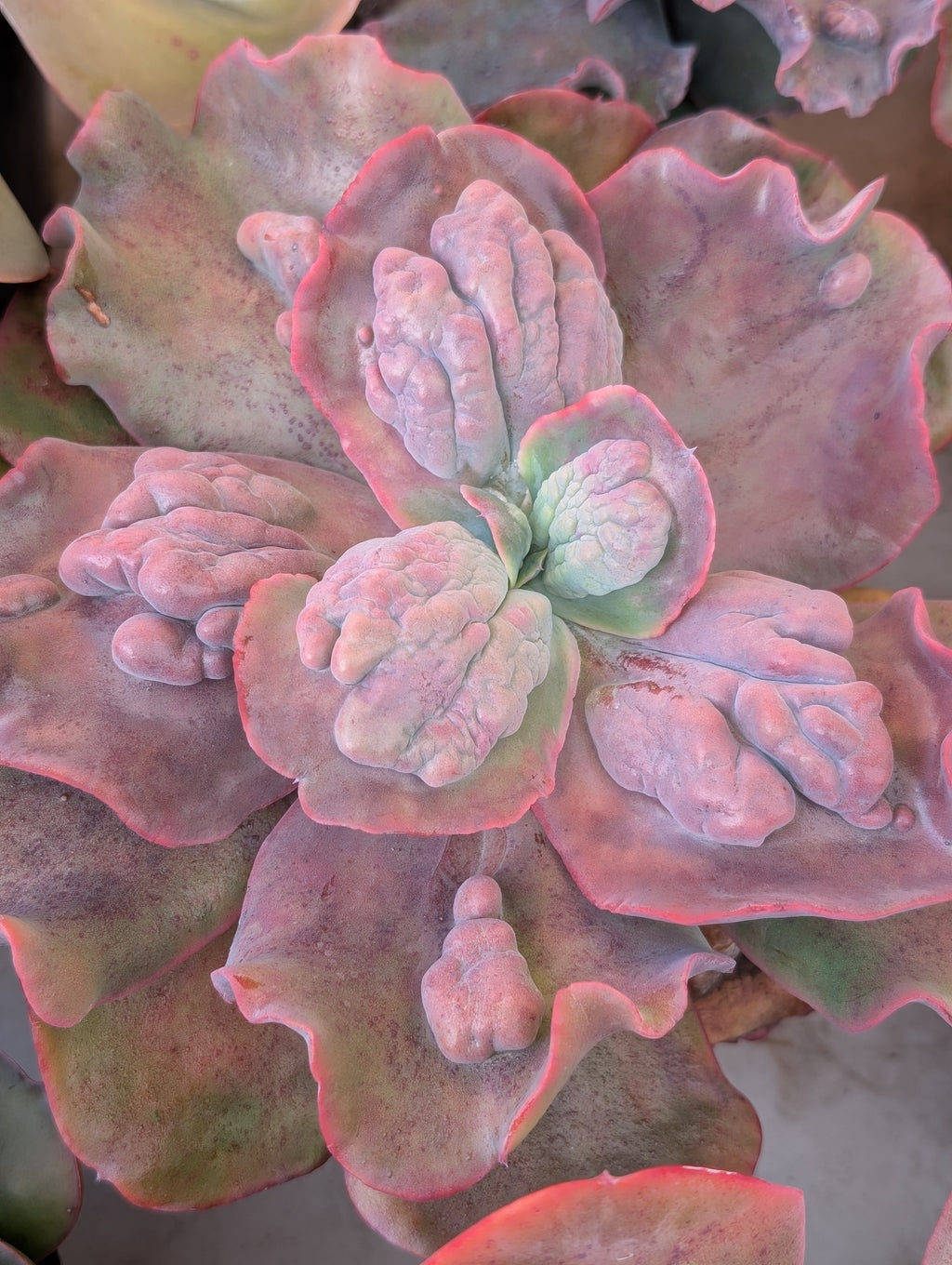 Echeveria Pompous