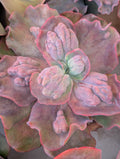 Echeveria Pompous