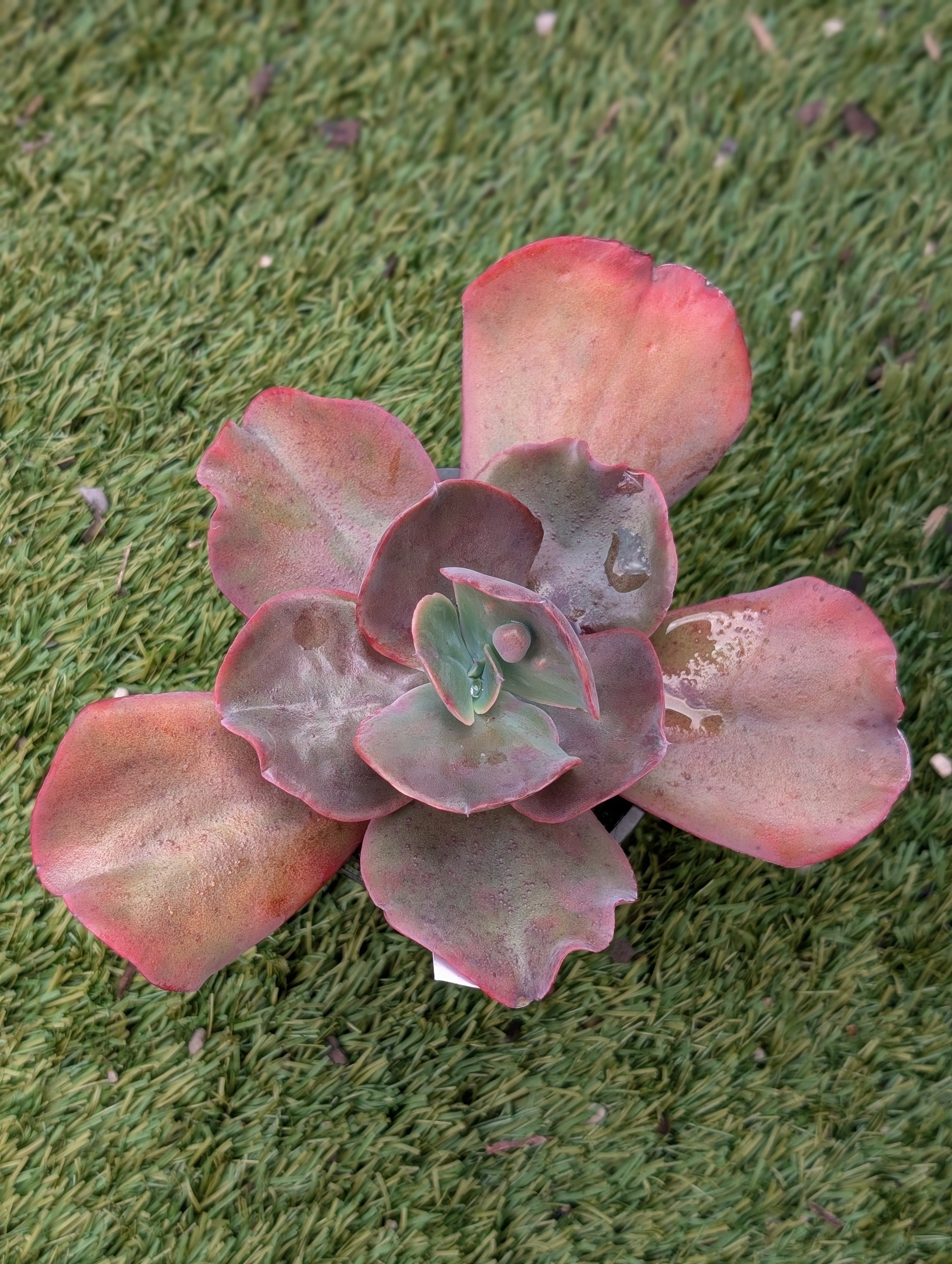 Echeveria Pompous