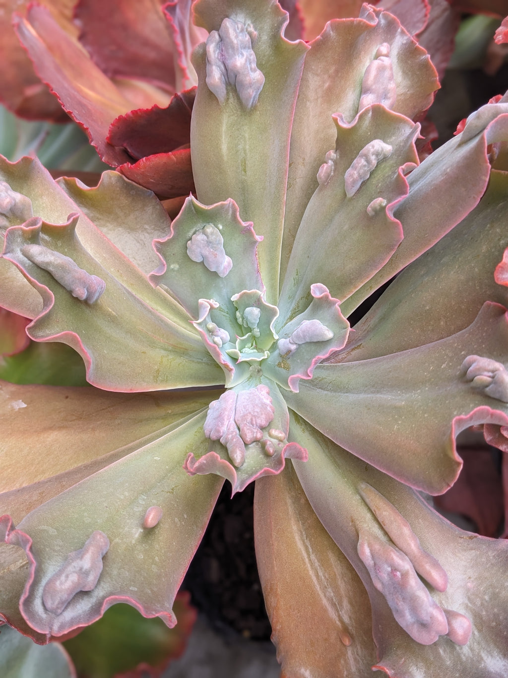 Echeveria Poro