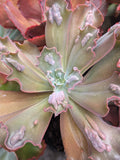 Echeveria Poro