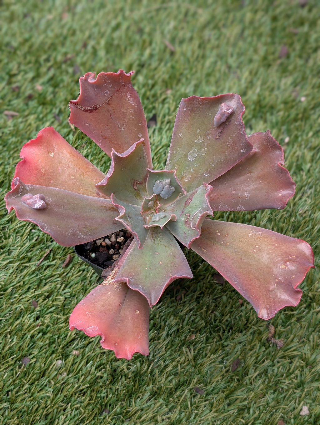 Echeveria Poro