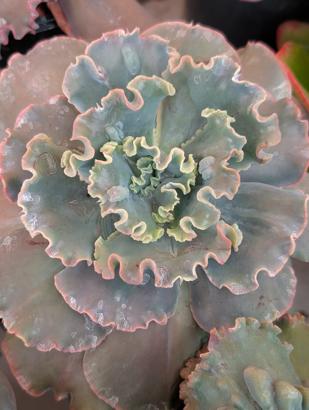 Echeveria Pure Blond