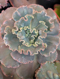 Echeveria Pure Blond
