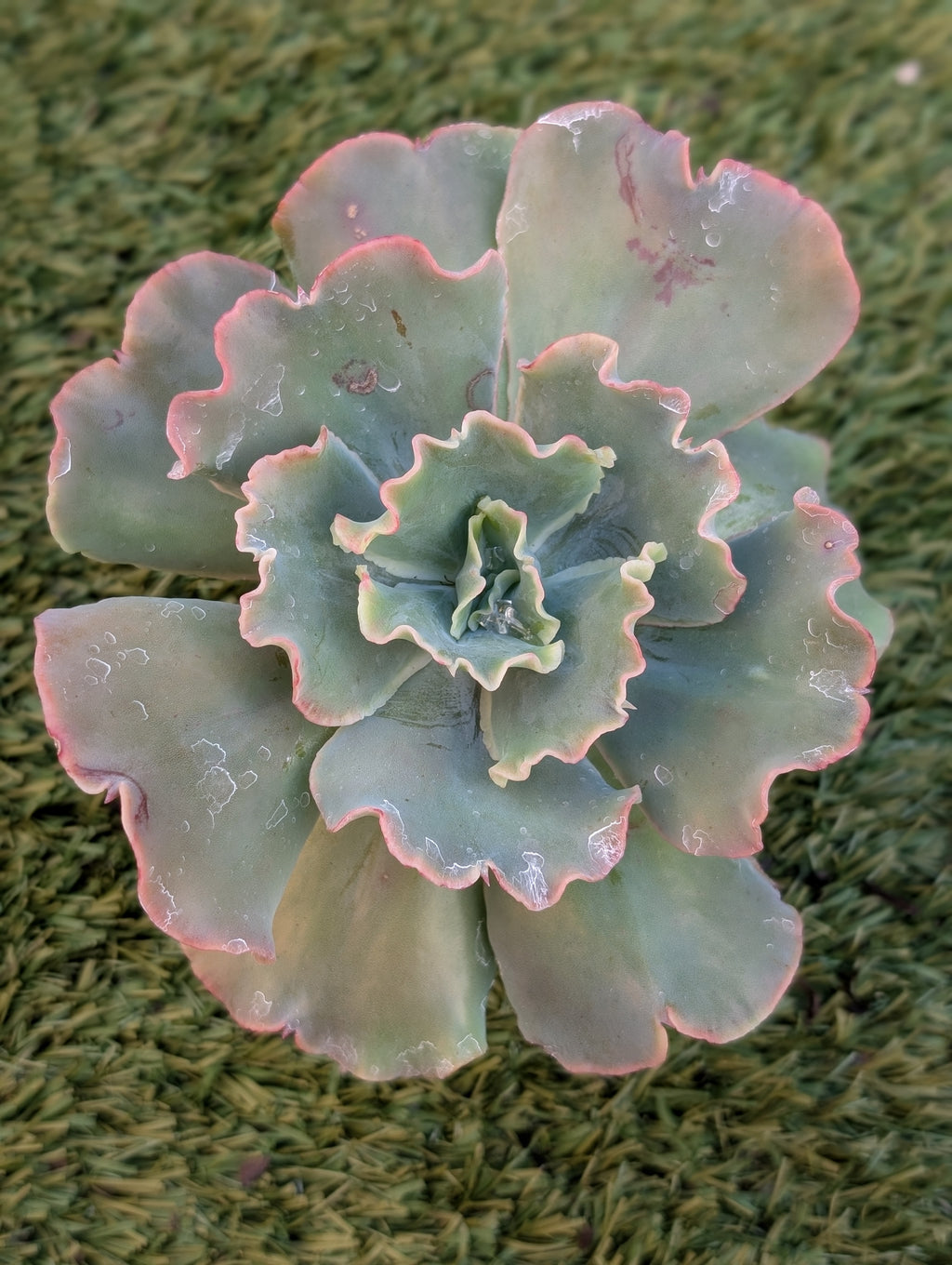 Echeveria Pure Blond