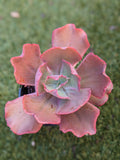 Echeveria Rapture