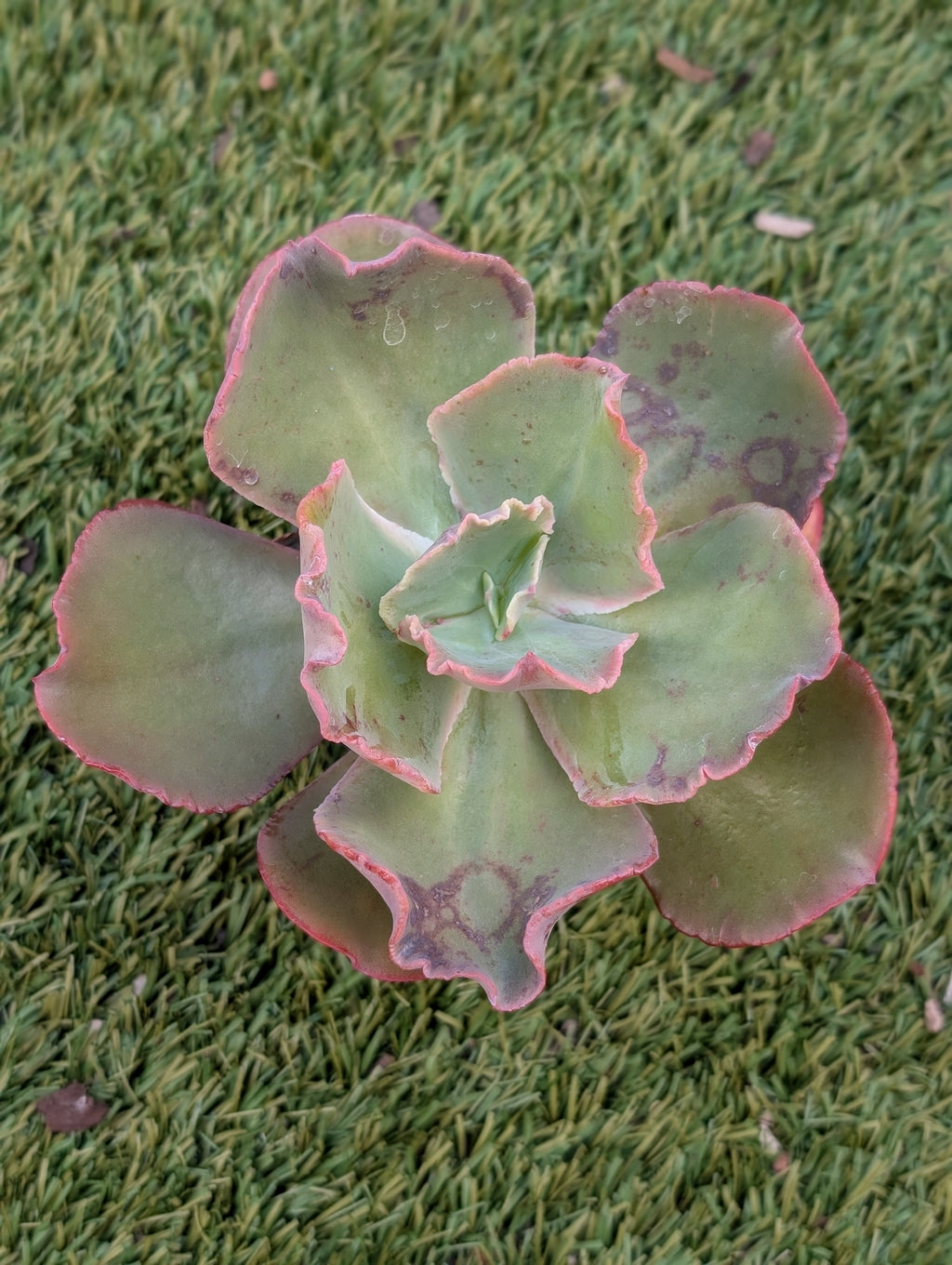 Echeveria Rapture