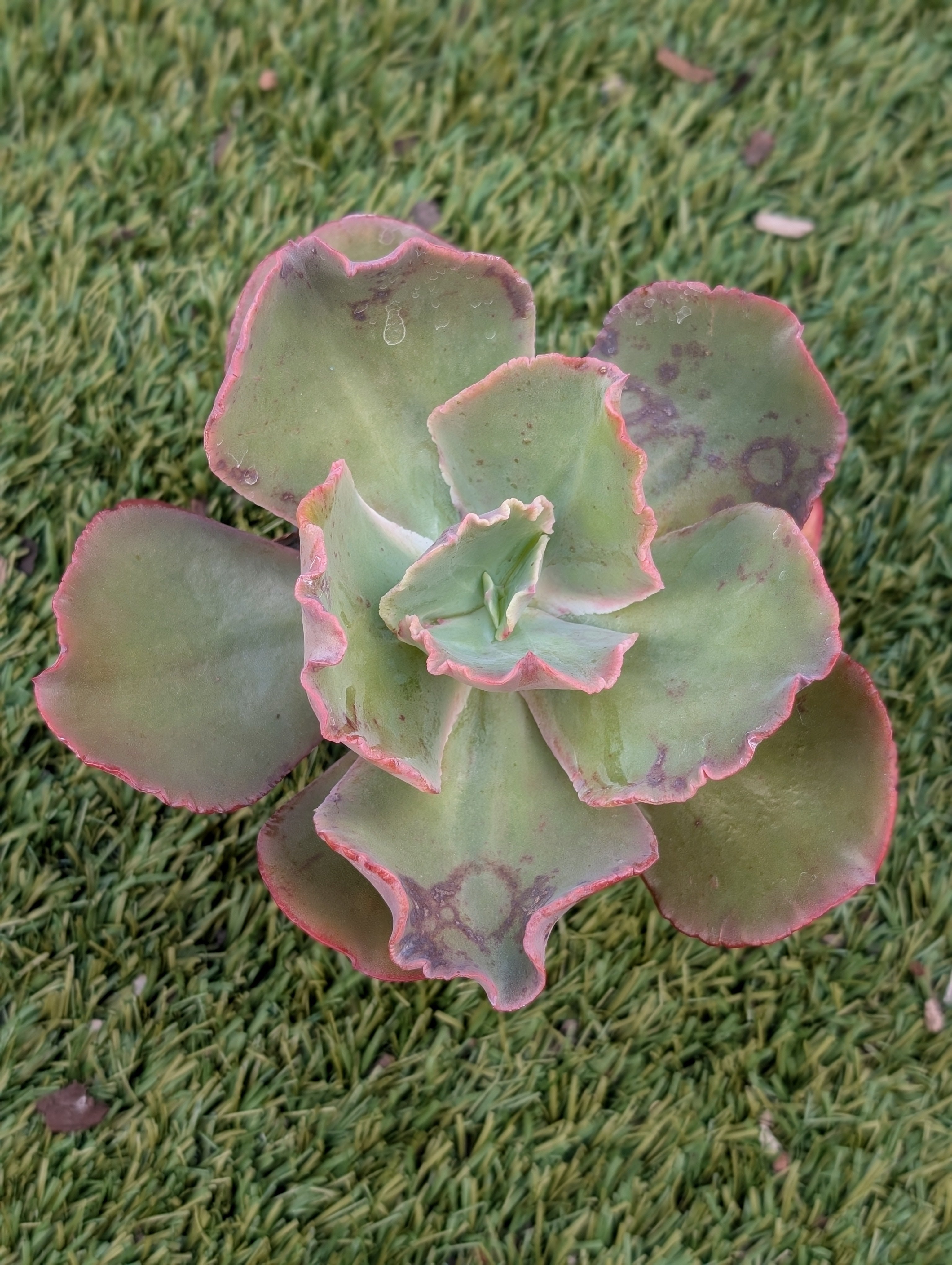 Echeveria Rapture