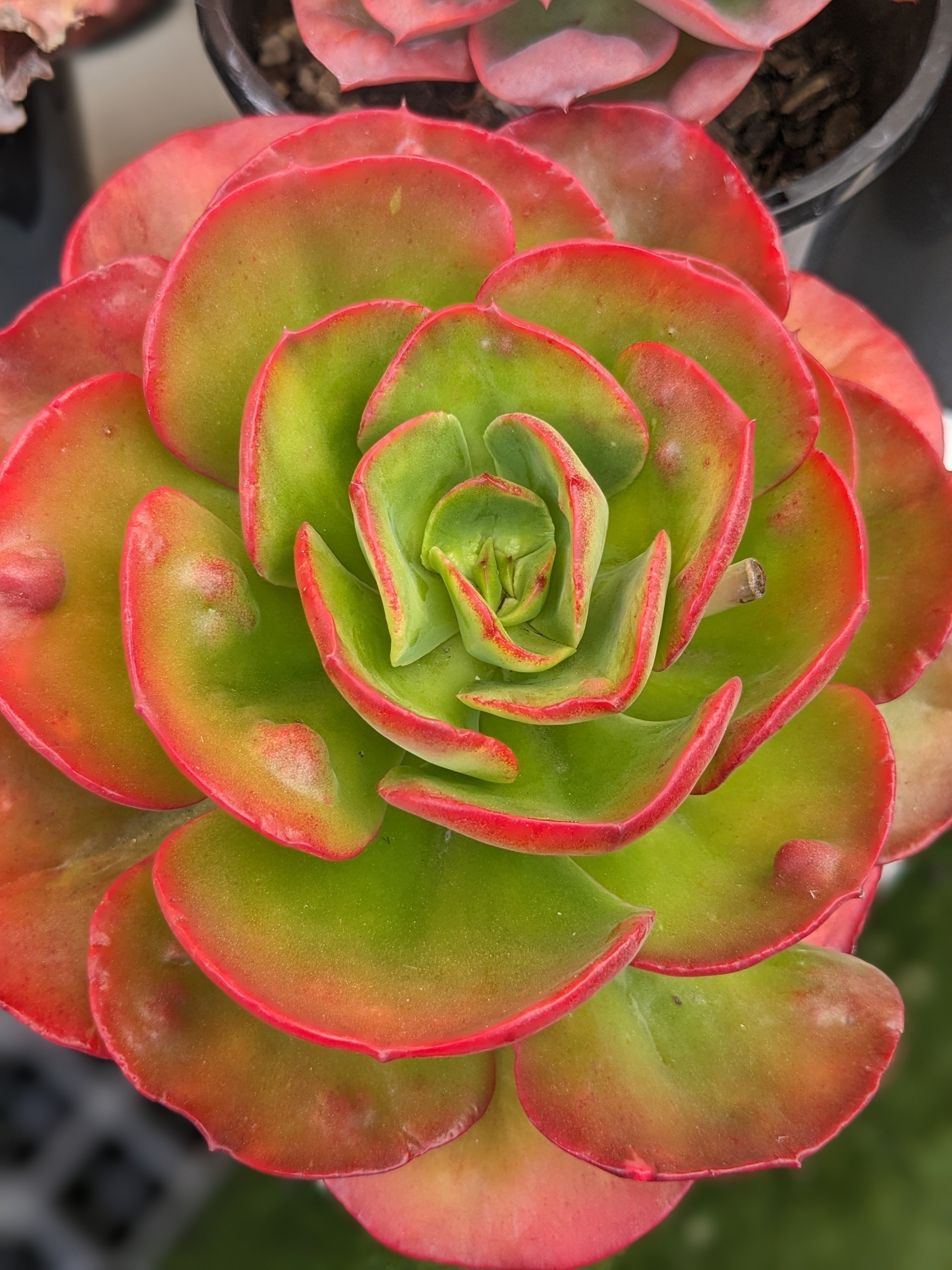 Echeveria Red Robin