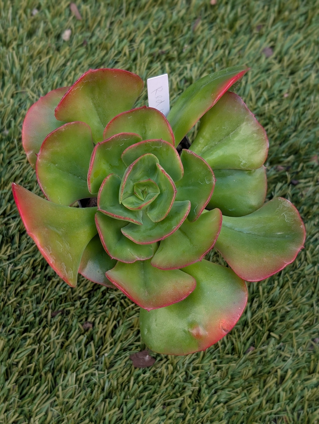 Echeveria Red Robin