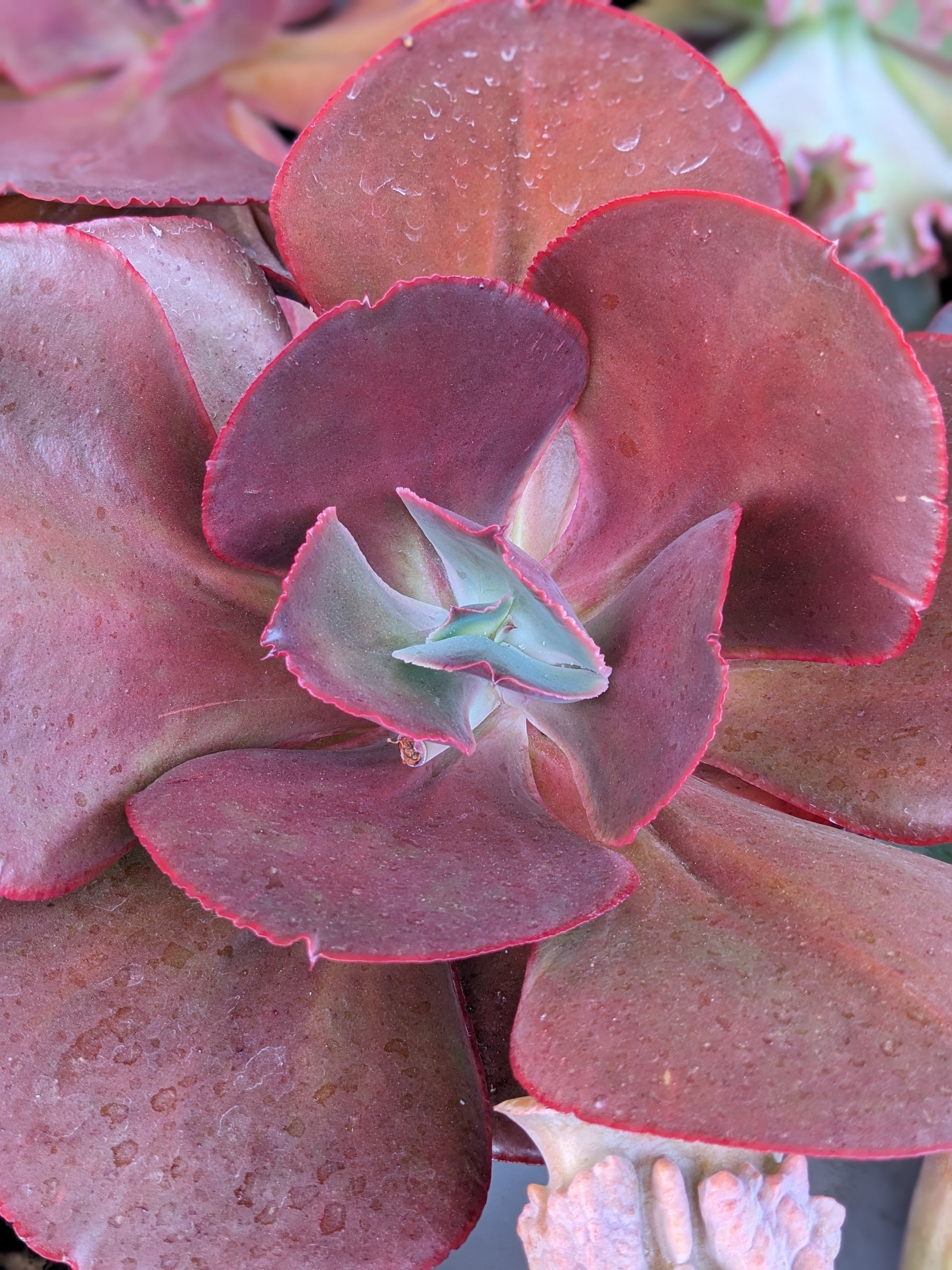 Echeveria Red Wings II