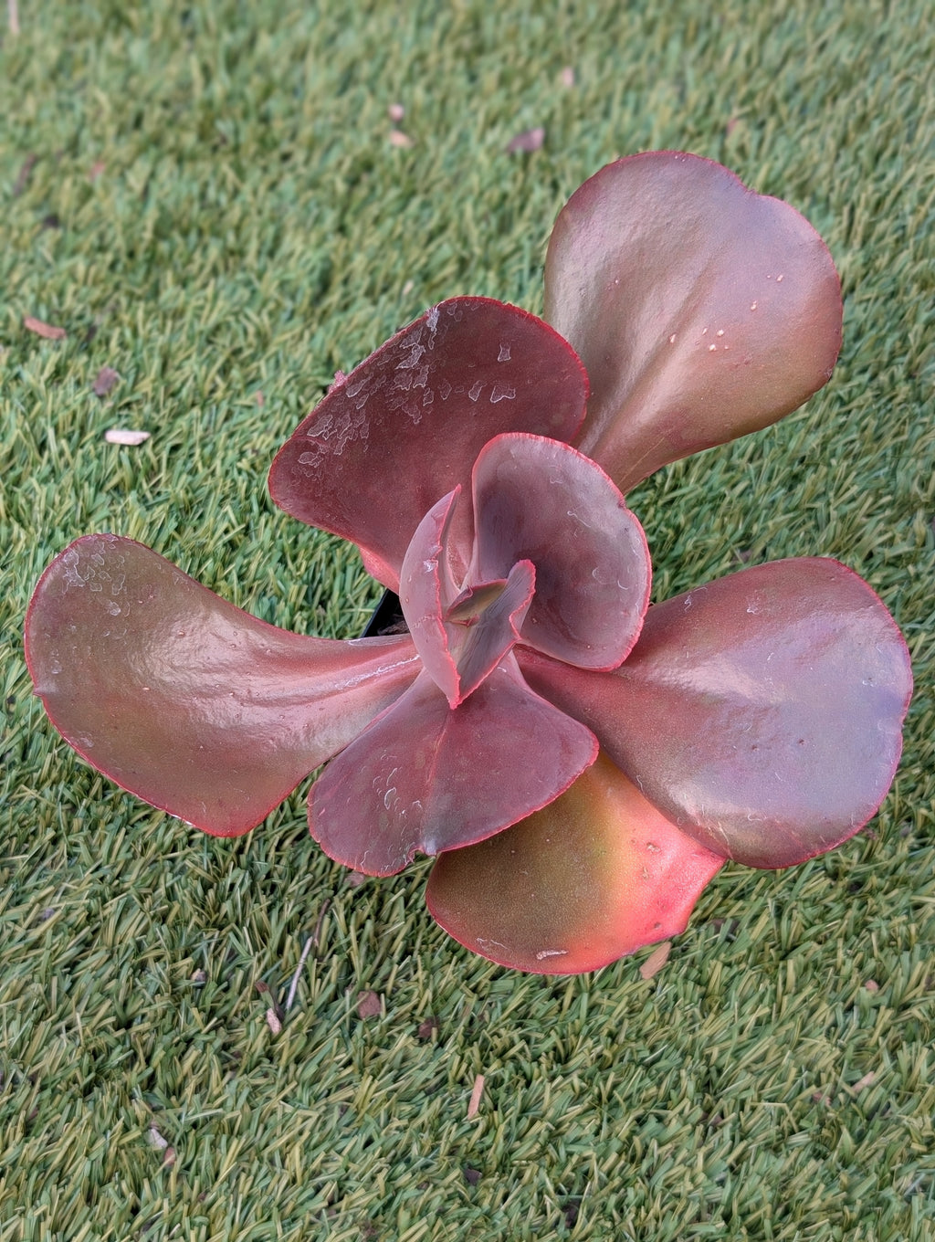 Echeveria Red Wings II