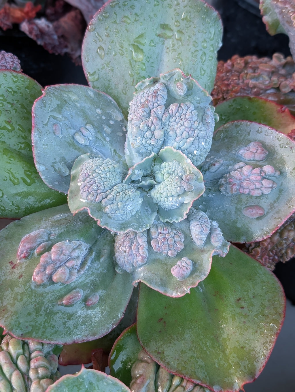 Echeveria Rio
