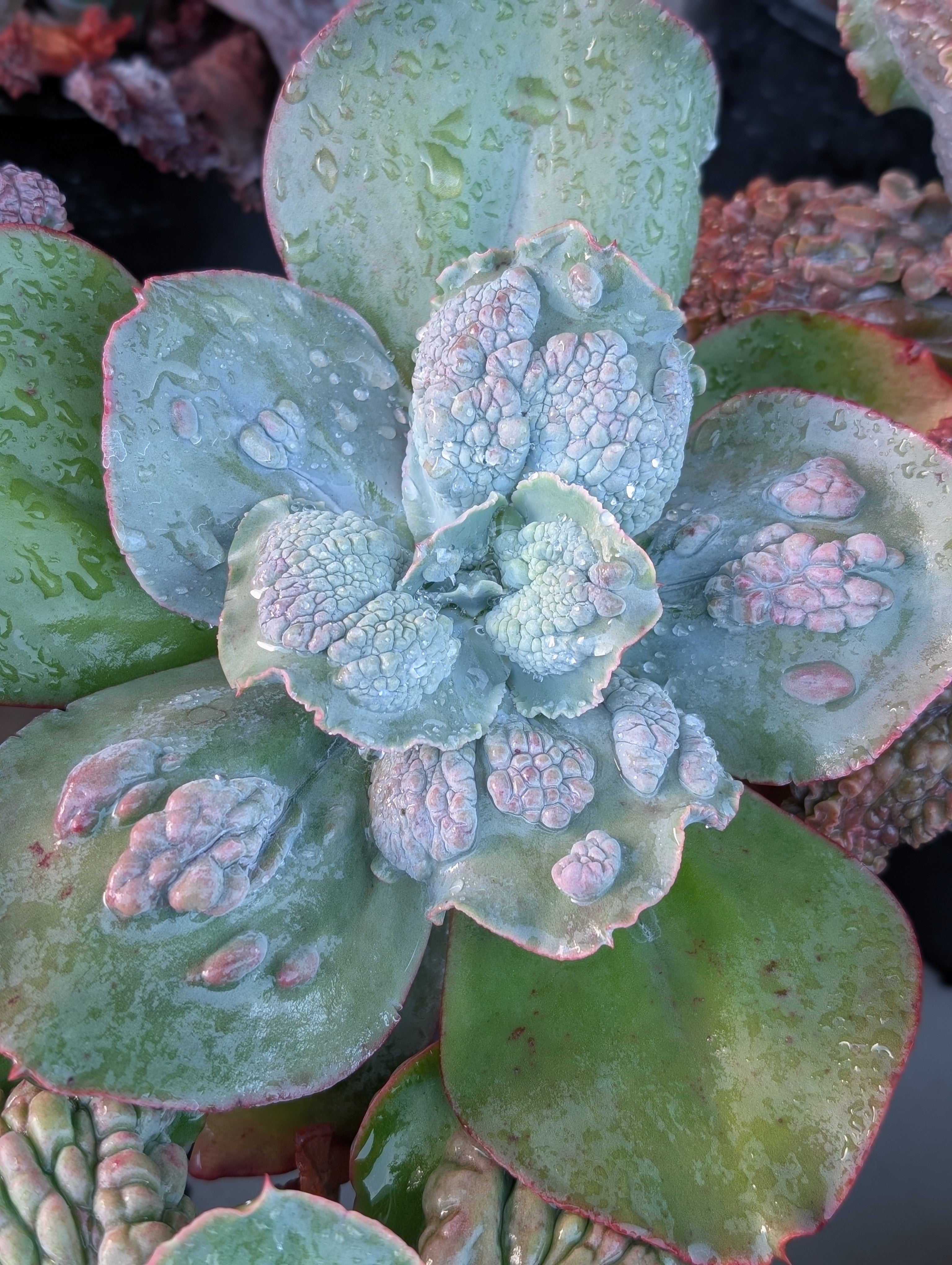Echeveria Rio