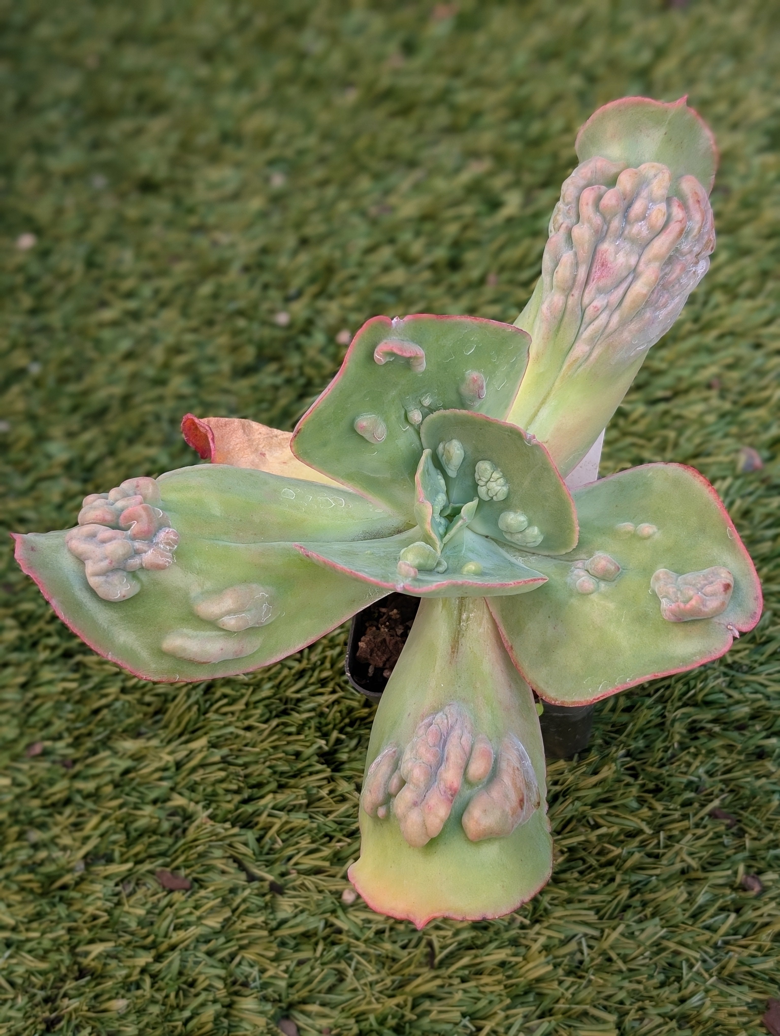 Echeveria Rio