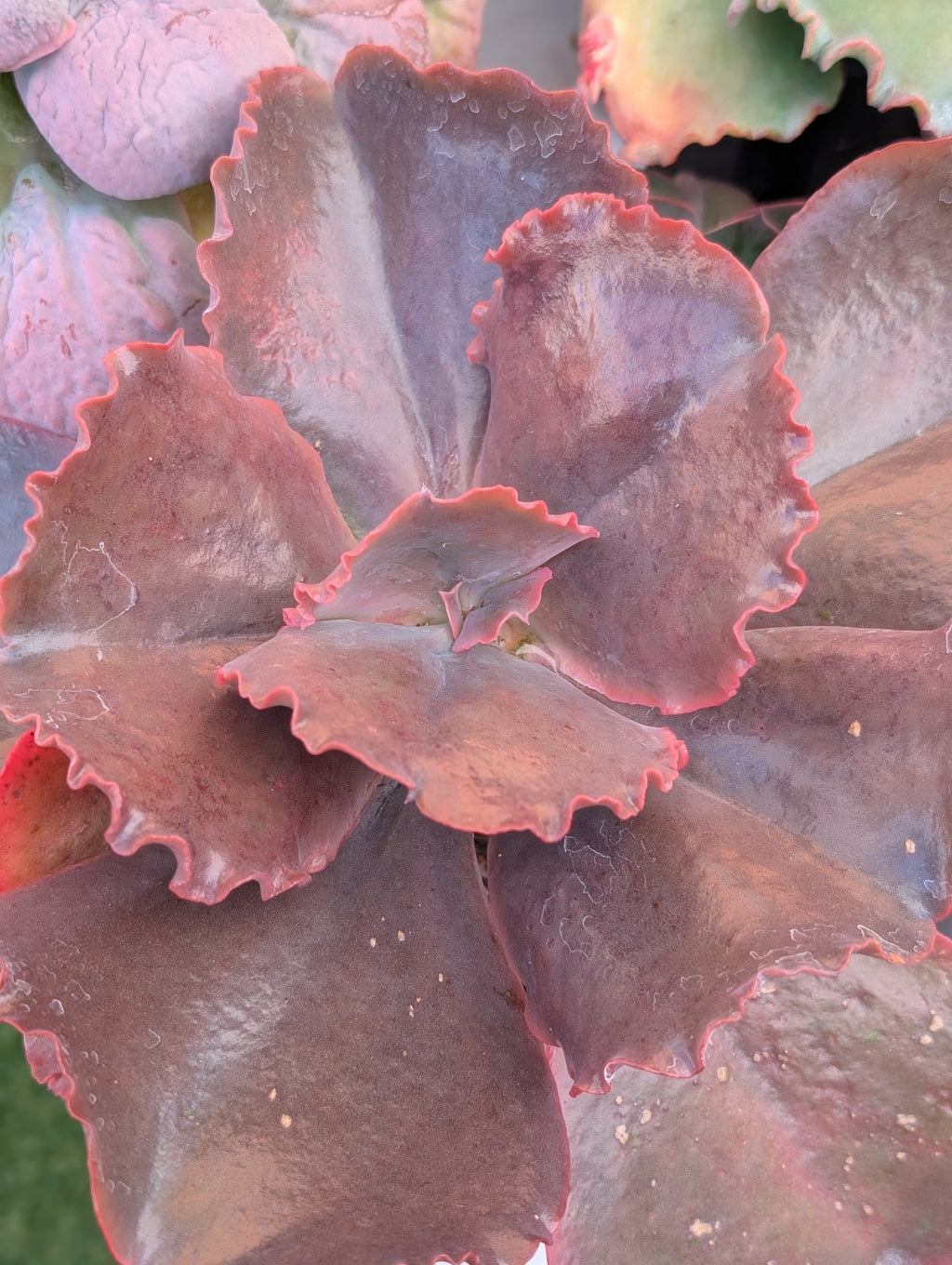 Echeveria Rosa Lee