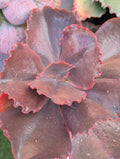 Echeveria Rosa Lee
