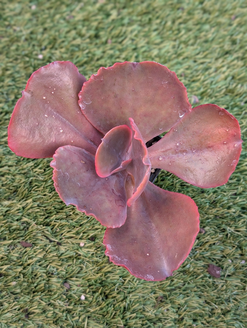 Echeveria Rosa Lee