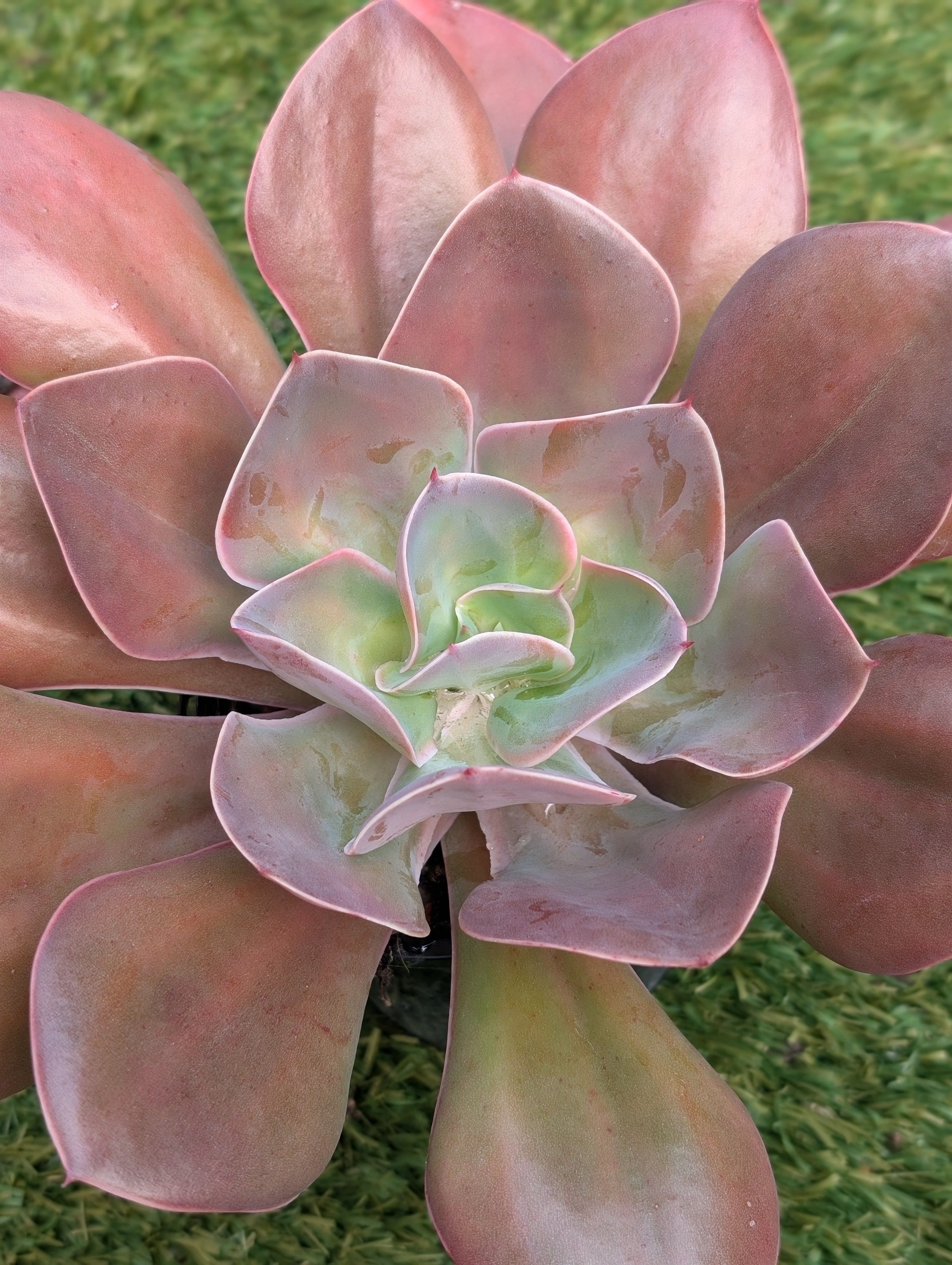 Echeveria Rose Reverie