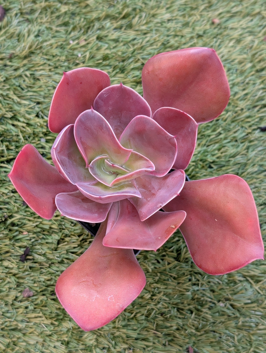 Echeveria Rose Reverie
